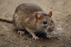 Traitement contre les rats et souris, dératisation à Bulle 1630 Fribourg